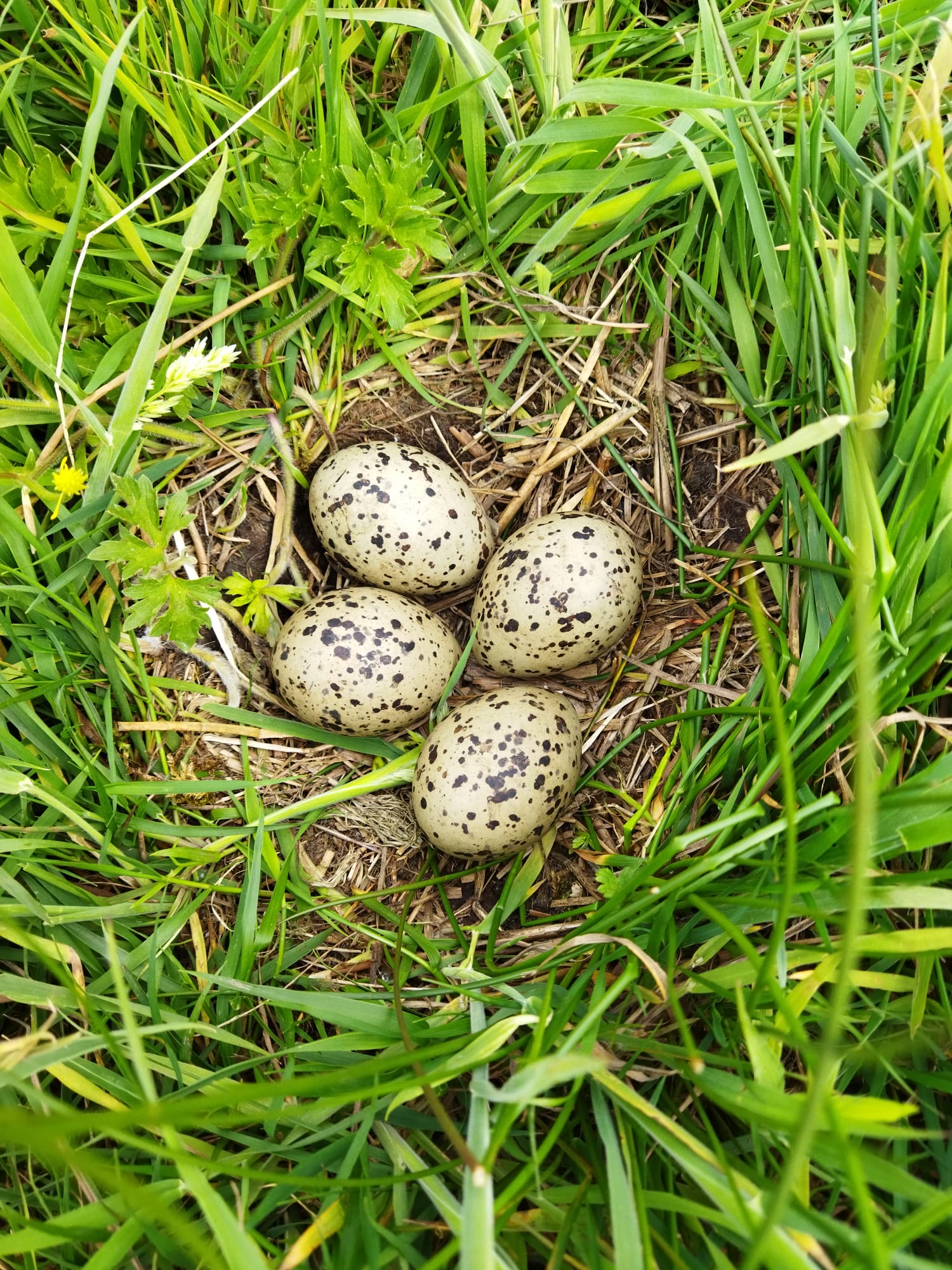 nest